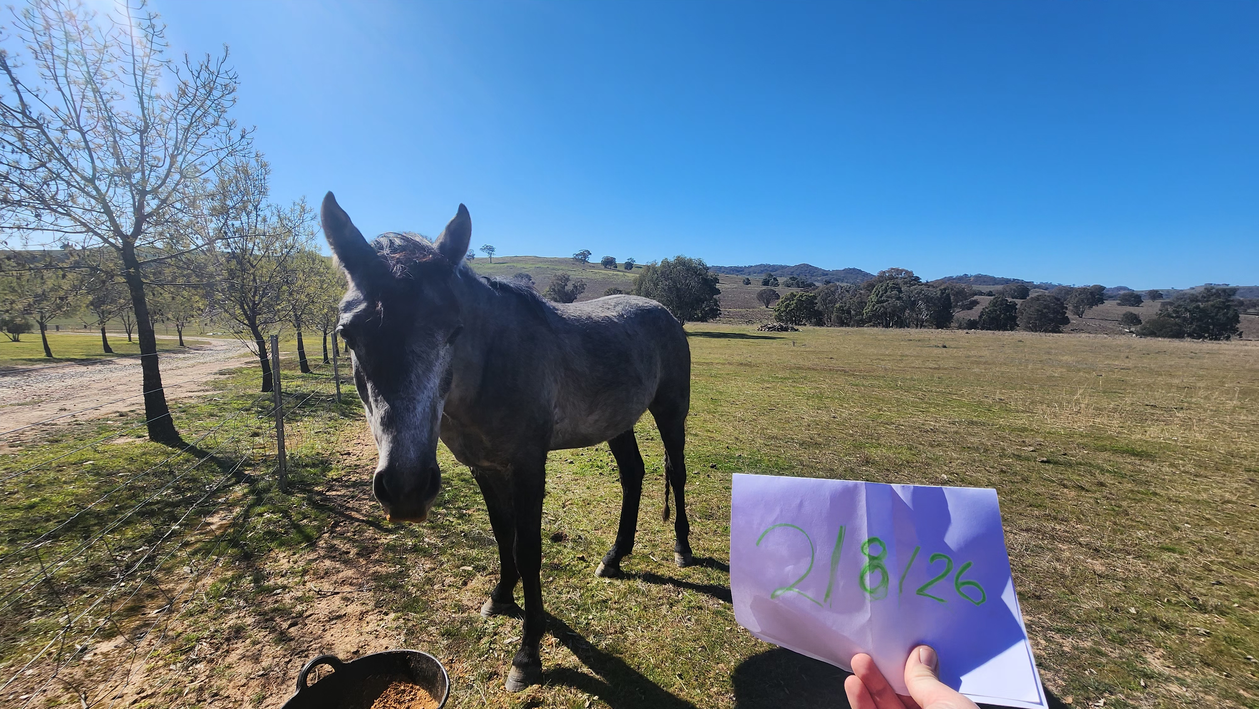 Stunning Egyptian Arabian X Standardbred Colt Project Prospect — Arabian (photo 4)
