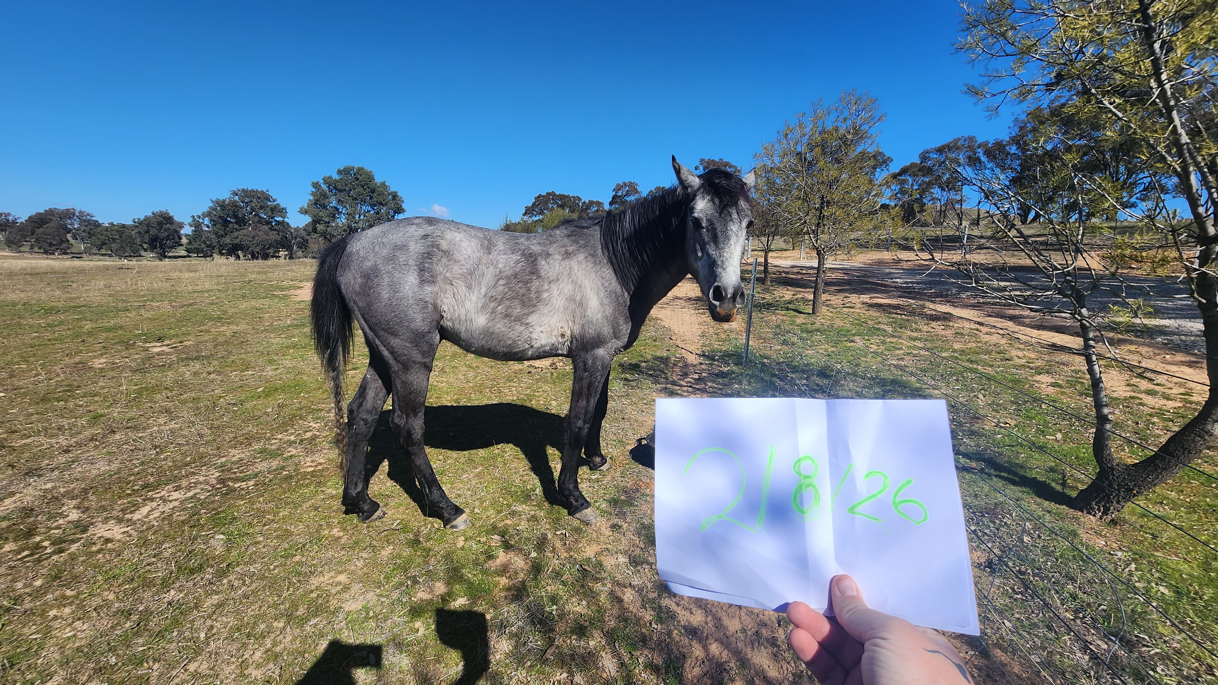 Stunning Egyptian Arabian X Standardbred Colt Project Prospect — Arabian (photo 5)
