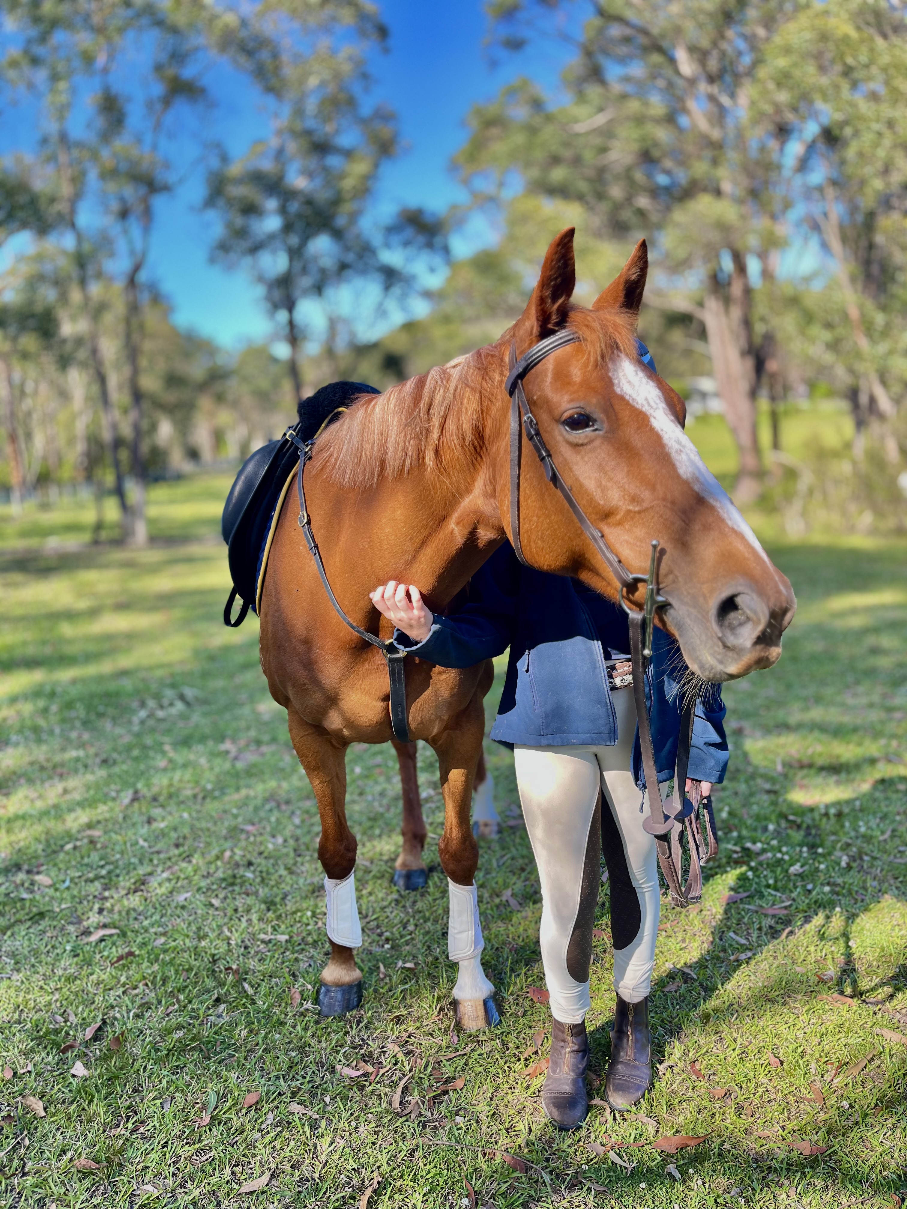 Project Ash Mare — Australian Stock Horse (photo 5)