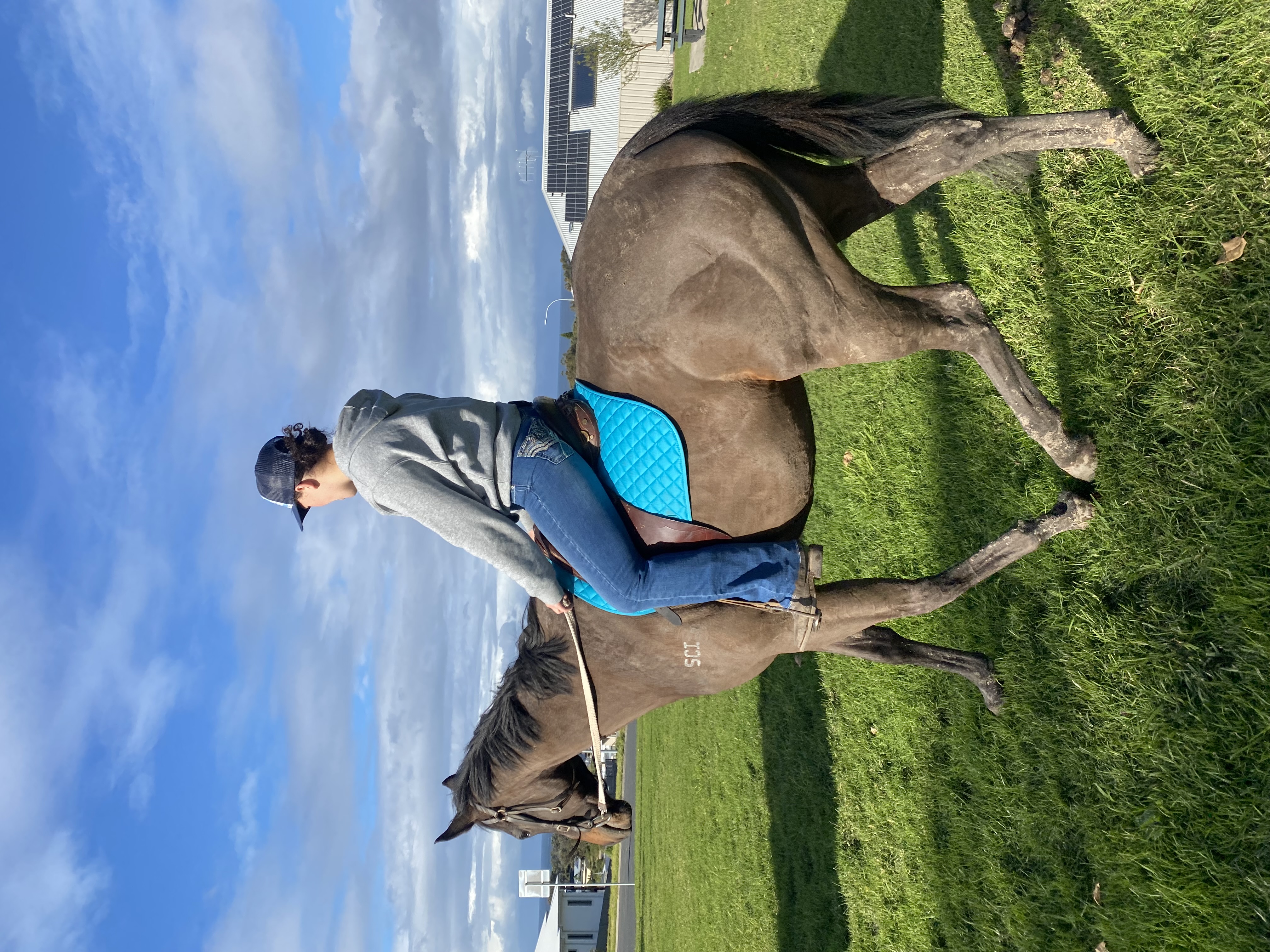 Winchester 171hh Tb Gelding — Thoroughbred (photo 4)