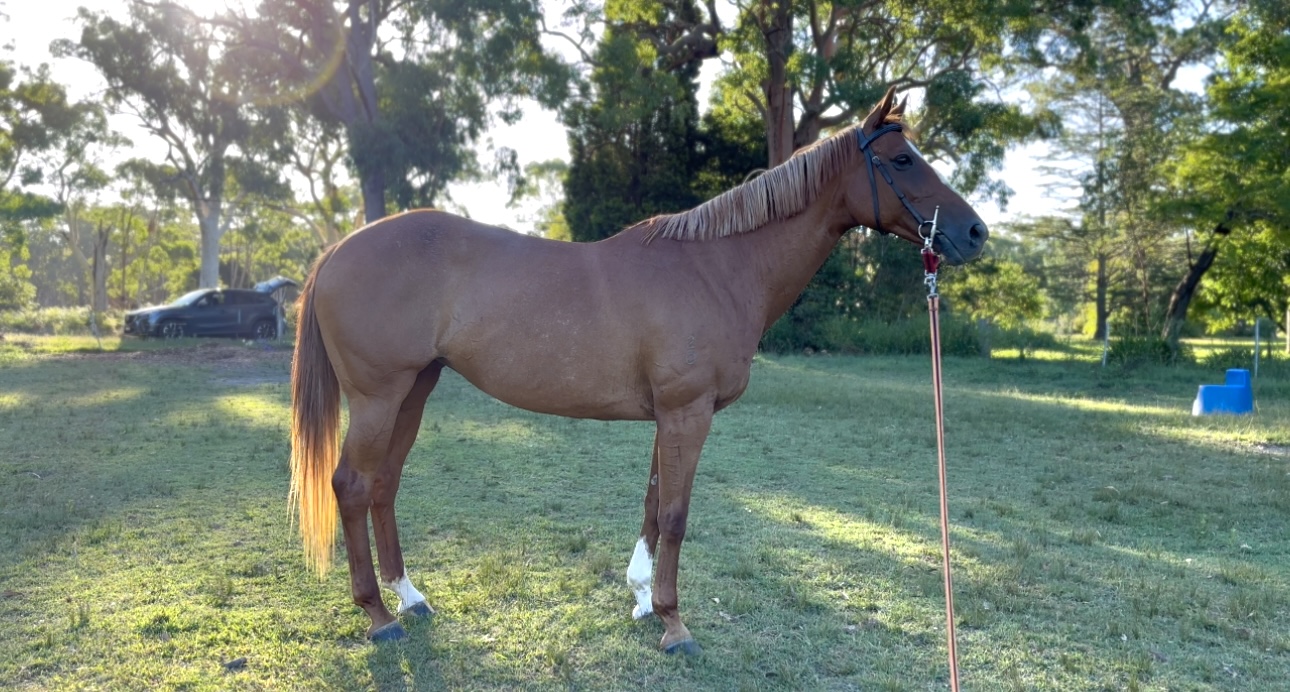 Project Ash Mare — Australian Stock Horse (photo 2)