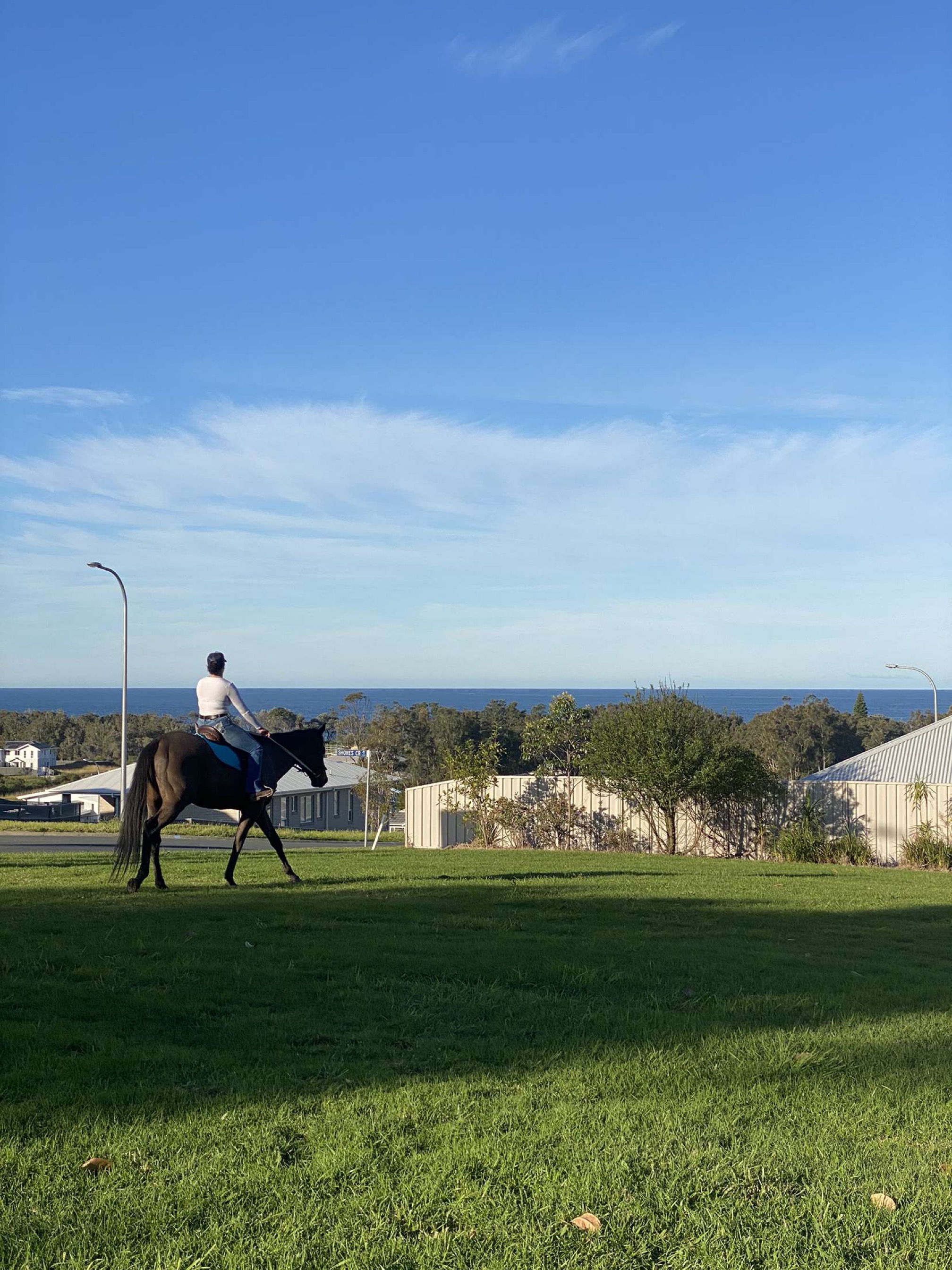 Winchester 171hh Tb Gelding — Thoroughbred (photo 1)