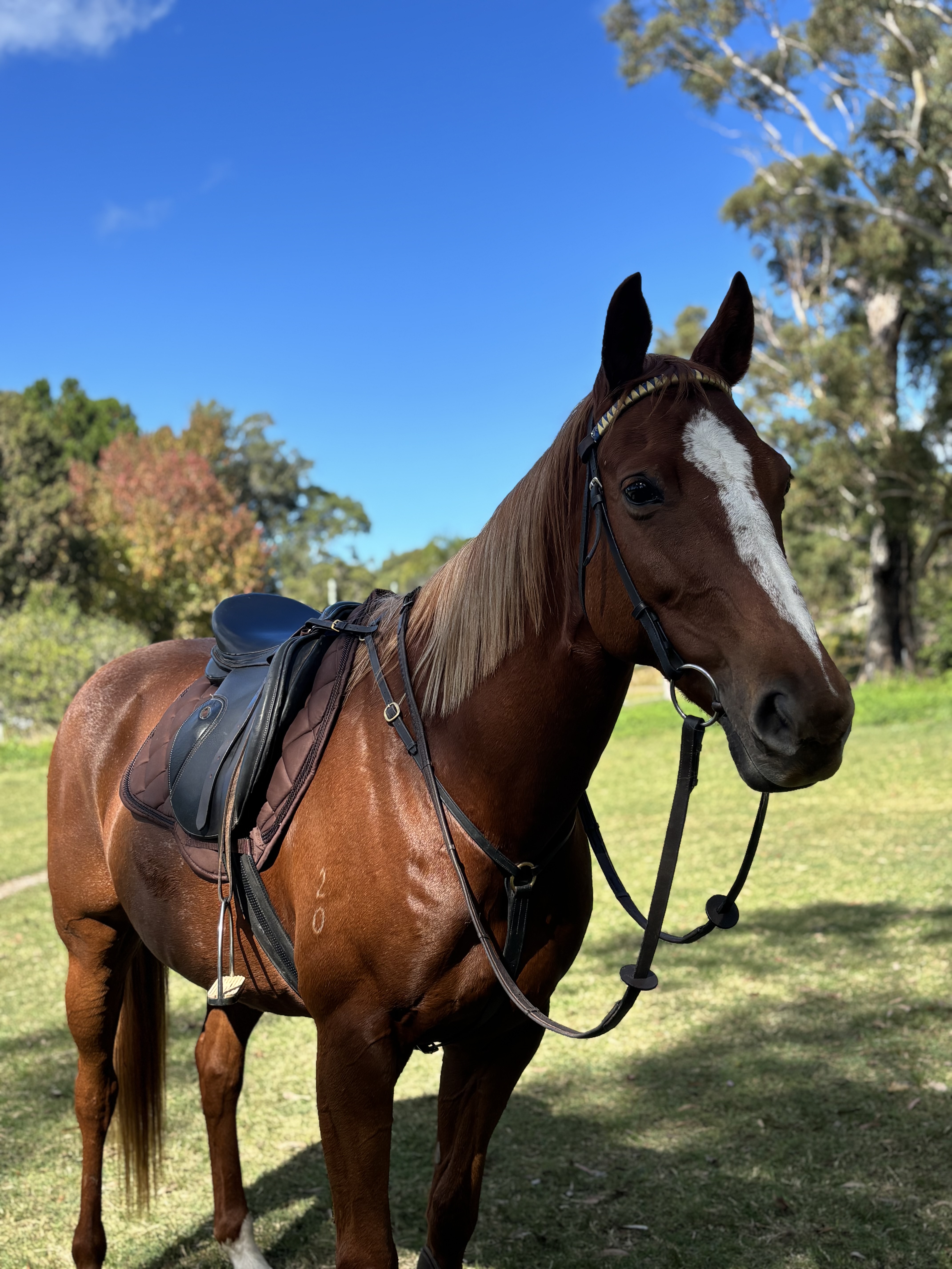 Project Ash Mare — Australian Stock Horse (photo 6)
