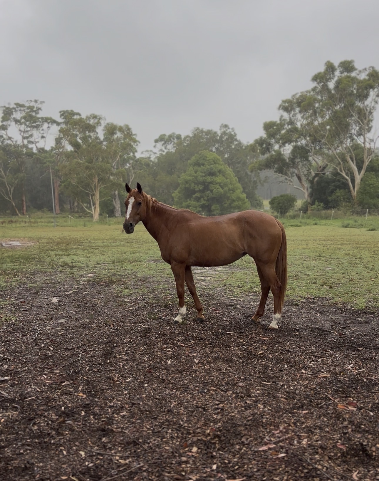 Project Ash Mare — Australian Stock Horse (photo 3)