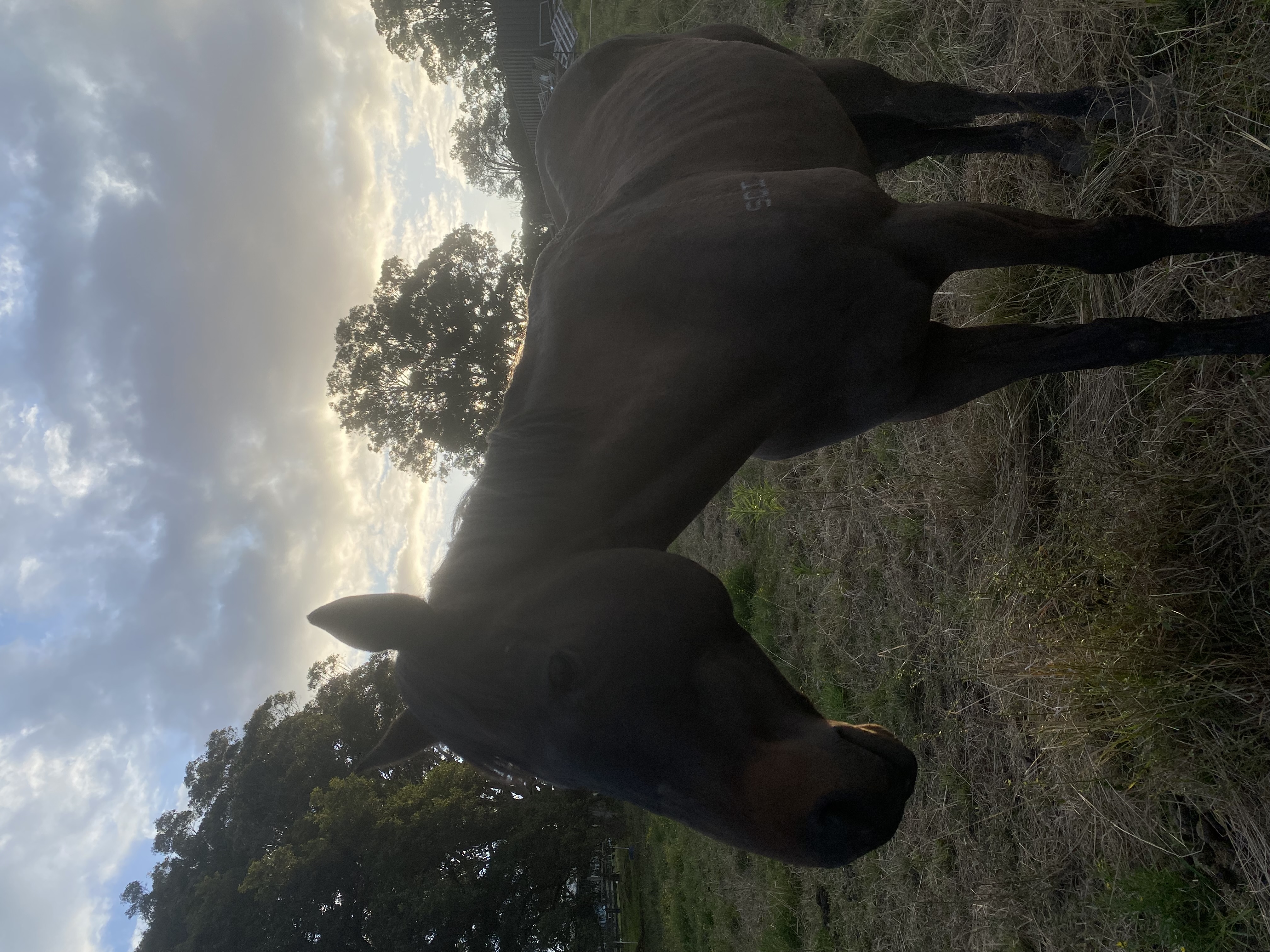 Winchester 171hh Tb Gelding — Thoroughbred (photo 3)