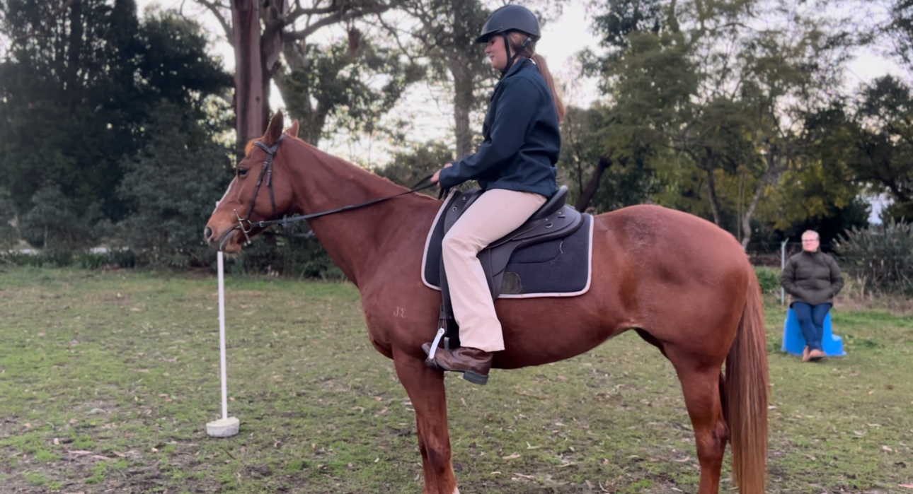 Project Ash Mare — Australian Stock Horse (photo 1)