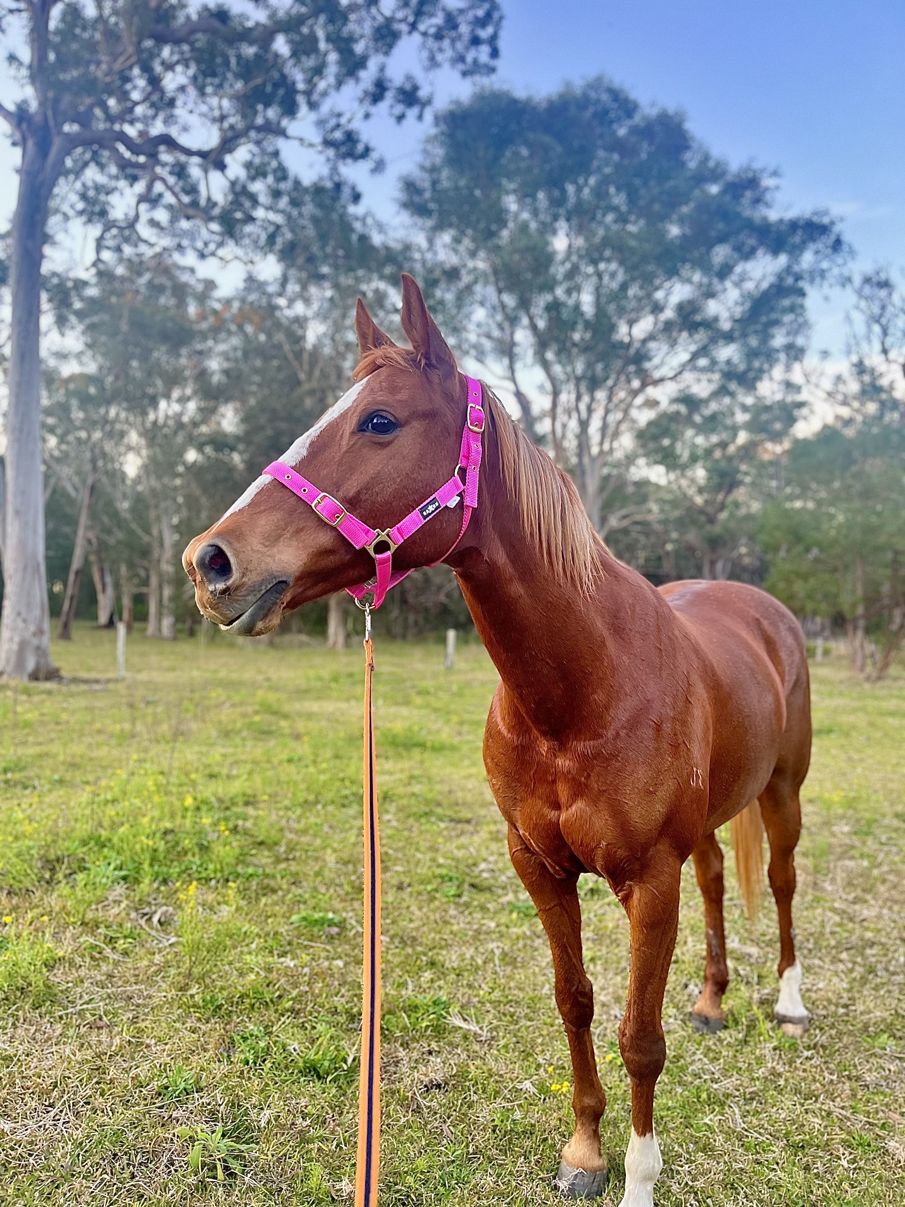 Project Ash Mare — Australian Stock Horse (photo 4)