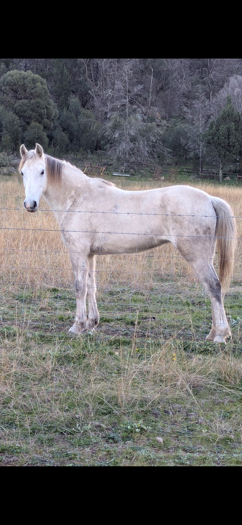 Bluebell 7 Year Old Grey Waler Mare 133hh Dna Verified Waler Proven Brood Mare — Waler (photo 1)