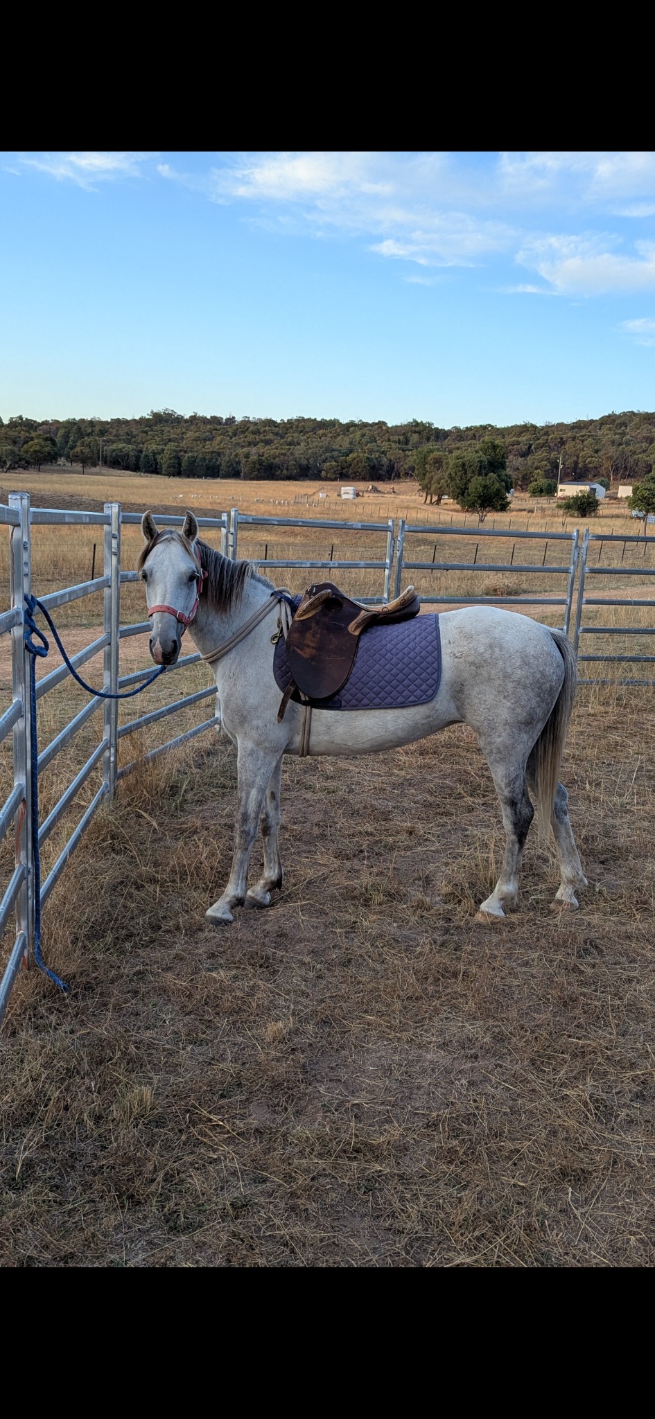 Bluebell 7 Year Old Grey Waler Mare 133hh Dna Verified Waler Proven Brood Mare — Waler (photo 5)