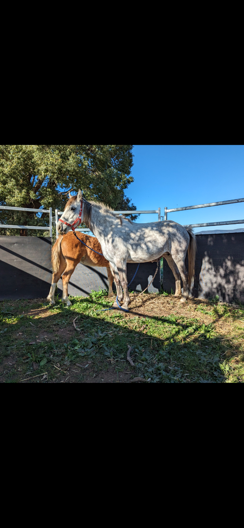 Bluebell 7 Year Old Grey Waler Mare 133hh Dna Verified Waler Proven Brood Mare — Waler (photo 4)