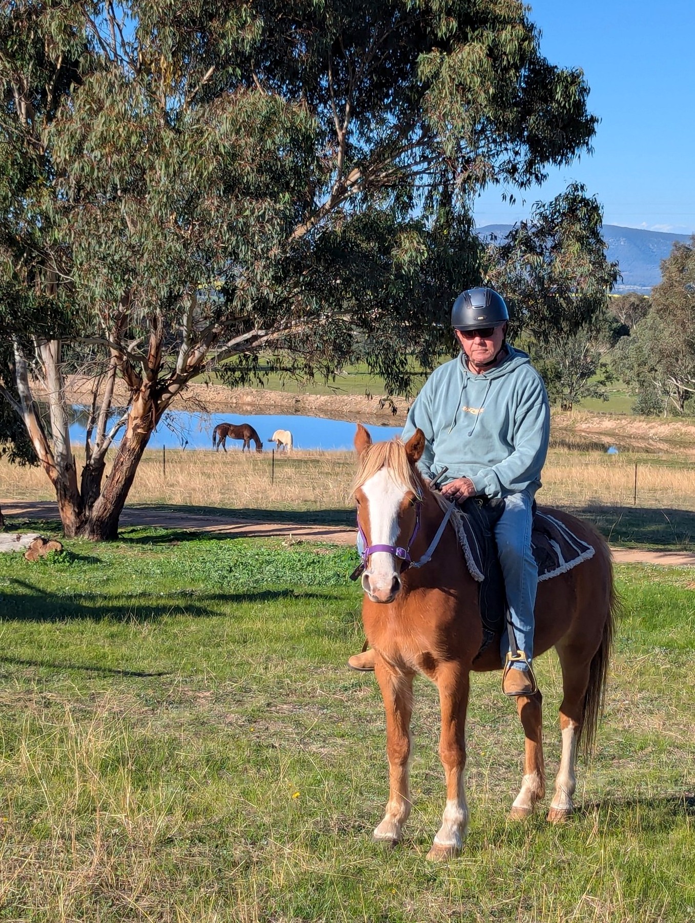 Bluebell 7 Year Old Grey Waler Mare 133hh Dna Verified Waler Proven Brood Mare — Waler (photo 2)