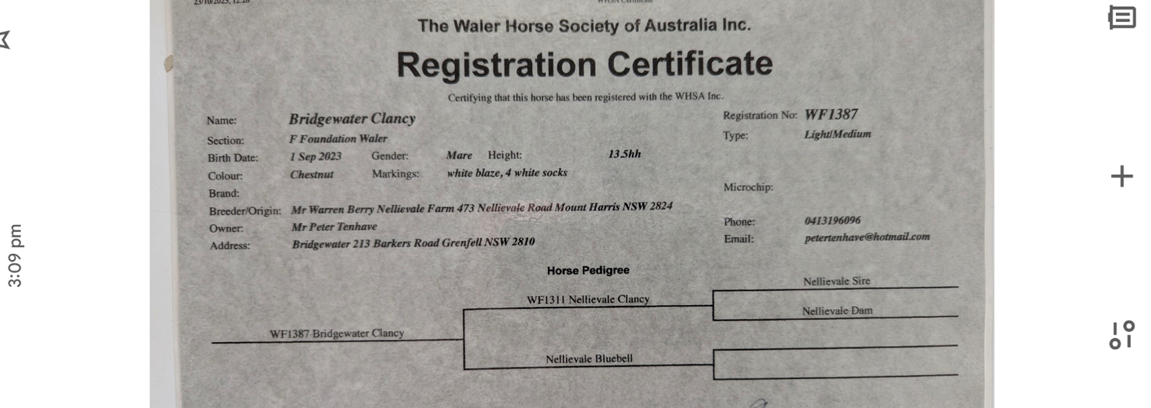 Bluebell 7 Year Old Grey Waler Mare 133hh Dna Verified Waler Proven Brood Mare — Waler (photo 6)