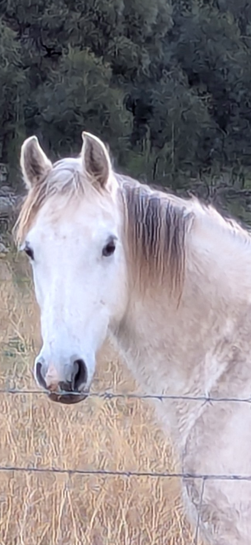 Bluebell 7 Year Old Grey Waler Mare 133hh Dna Verified Waler Proven Brood Mare — Waler (photo 3)