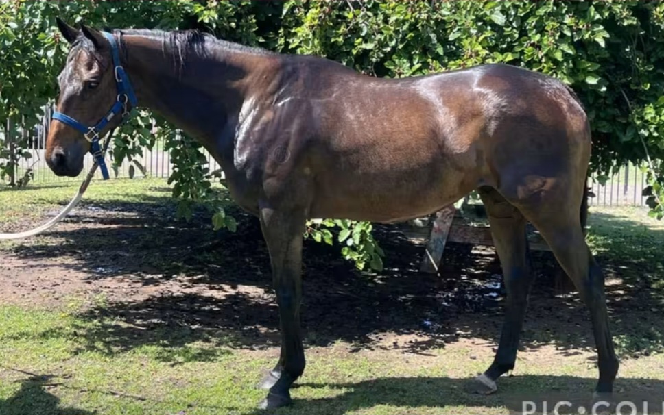 Promising Showjumping Prospect — Thoroughbred (photo 1)