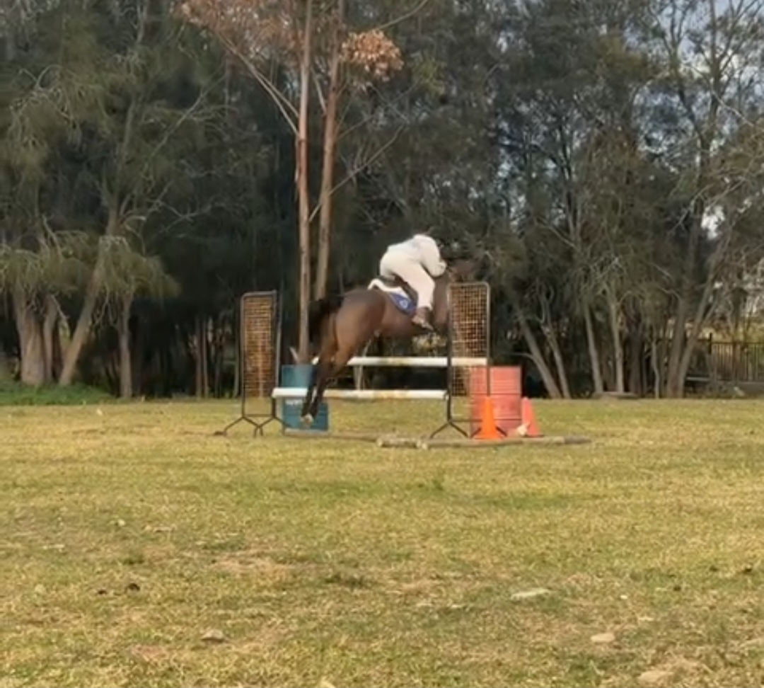 Promising Showjumping Prospect — Thoroughbred (photo 2)