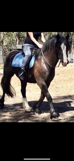 GYPSY COB (75%) GELDING, 6YO, 15.3hh (Registered) — image 3