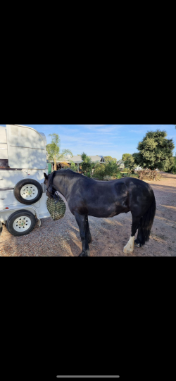 GYPSY COB (75%) GELDING, 6YO, 15.3hh (Registered) — image 4