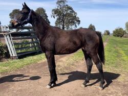Showjumping Bred Filly — image 2