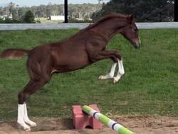 Stunning Diablue Gelding — image 5