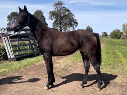 Showjumping Bred Filly — image 5