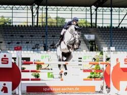 Showjumping Bred Filly — image 4
