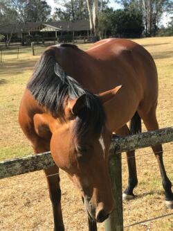 Thoroughbred Mare — image 2