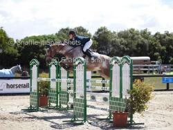 Showjumping Bred Filly — image 1