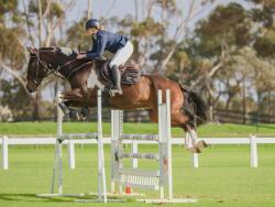 Talented Showjumper - Cowboy Cash — image 1