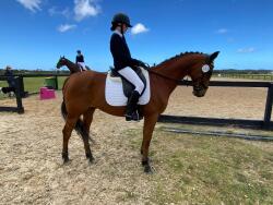 Australian Stock X Quarter Horse — image 5