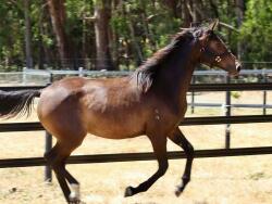 Hickstead White/ C. Obolensky/ Baluga Filly — image 3