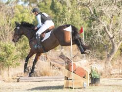Incredible OTT Eventing/SJ Prospect — image 5