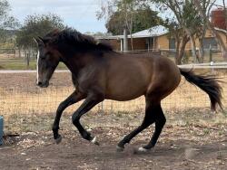 Flashy Andalusian colt — image 5