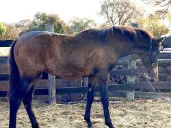 Flashy Andalusian colt — image 3