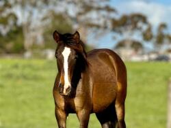 Flashy Andalusian colt — image 4