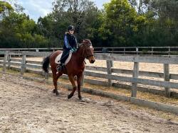 Australian Stock X Quarter Horse — image 1
