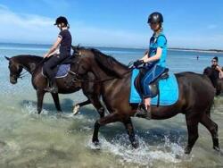 Purebred black gelding — image 5