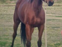 Elegant OTT gelding with presence & potential — image 2