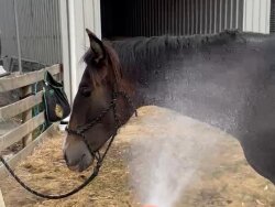 Flashy Andalusian colt — image 2