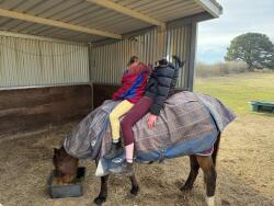 Talented sweet natured mare — image 5