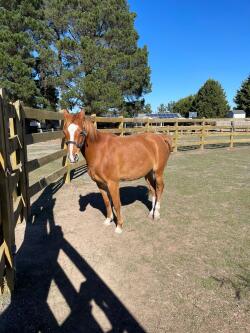 Riding pony mare — image 1