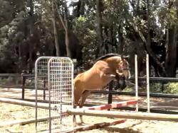 Purpose bred Eventer — image 5