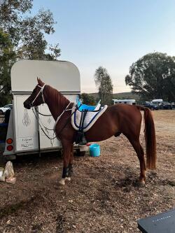 Everlast FF 15.1hh Arabian x — image 1