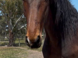 High quality warmblood gelding — image 5