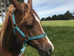 Well bred, well trained Arab mare — image 5