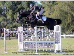 Outstanding 2yo - Suitable for any Discipline — image 5