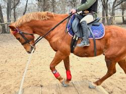 Kids pony — image 2