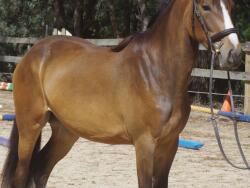Gorgeous Cyldie X Stock horse filly — image 1
