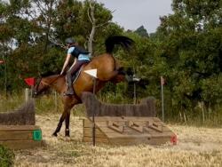 6yo Warmblood Mare — image 1