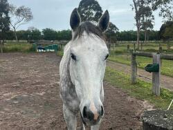 GORGEOUS GREY OTTB GELDING FOR SALE — image 3
