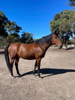 Cleveland Bay - Genuine & Ready to Start a Career — image 2